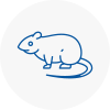 Rat Control Tyldesley